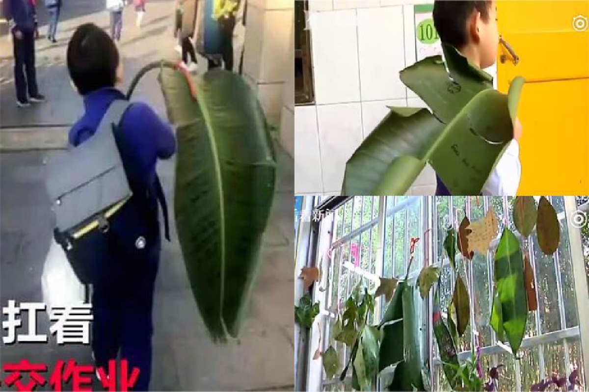 เรียกรอยยิ้ม…เด็กชายจีนแบกใบตองมาโรงเรียน หลังครูให้นำใบ้ไม้มาเขียนแทนกระดาษ เรียกรอยยิ้ม…เด็กชายจีนแบกใบตองมาโรงเรียน หลังครูให้นำใบ้ไม้มาเขียนแทนกระดาษ