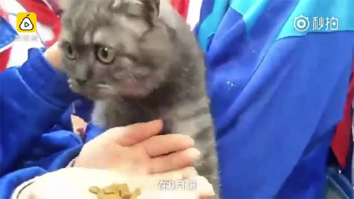 น่าชื่นชม! โรงเรียนจีนไม่ต่อว่าเด็กแอบเลี้ยง “แมวจรจัด” สนับสนุนให้ช่วยกันเลี้ยงดีๆ