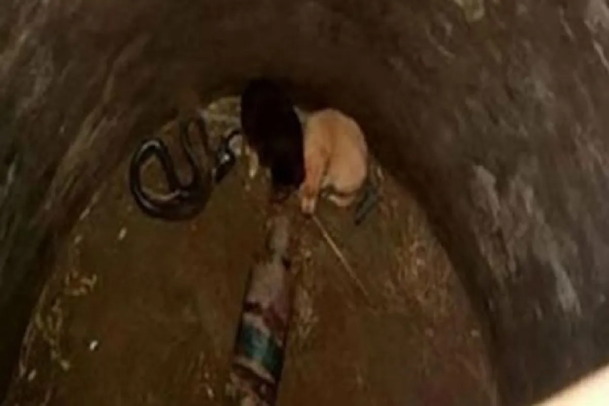 เหลือเชื่อ! “งูจงอาง” คุ้มกัน “ลูกสุนัข” ที่ตกลงไปในบ่อจนรอดชีวิต