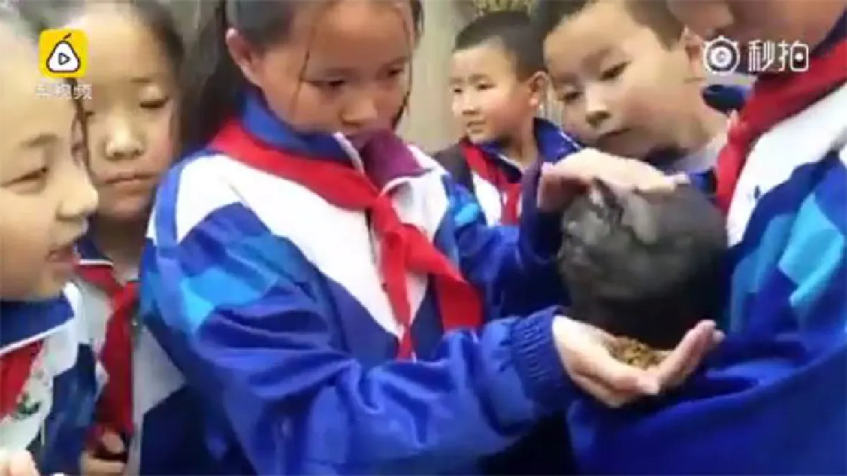 น่าชื่นชม! โรงเรียนจีนไม่ต่อว่าเด็กแอบเลี้ยง “แมวจรจัด” สนับสนุนให้ช่วยกันเลี้ยงดีๆ