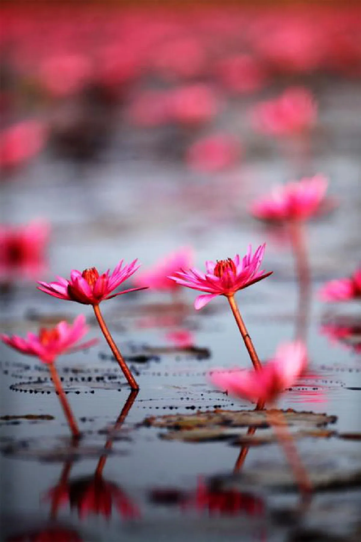 'ทะเลบัวหลวงผูจื่อเฮย' ปะทะ 'ทะเลบัวแดงหนองหาน'