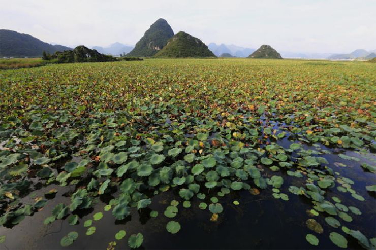 'ทะเลบัวหลวงผูจื่อเฮย' ปะทะ 'ทะเลบัวแดงหนองหาน'