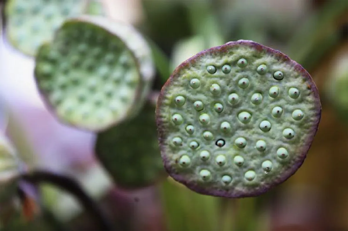 'ทะเลบัวหลวงผูจื่อเฮย' ปะทะ 'ทะเลบัวแดงหนองหาน'