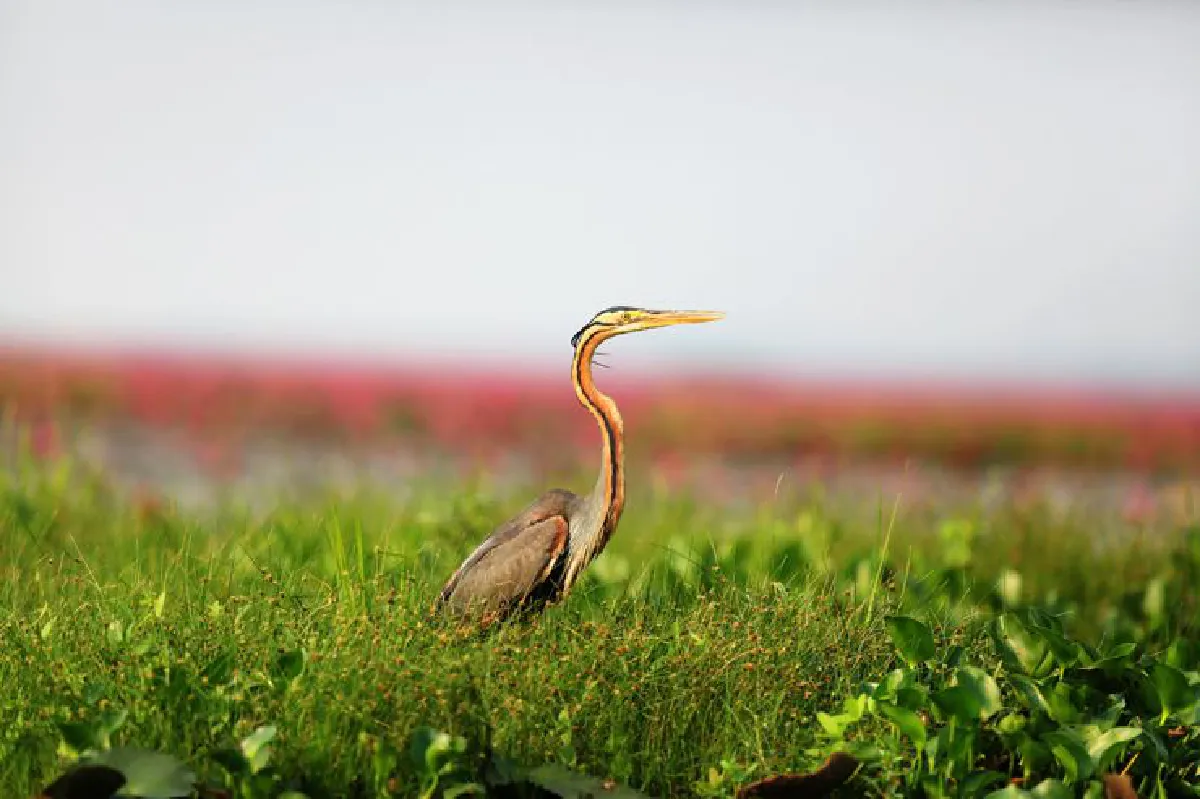 'ทะเลบัวหลวงผูจื่อเฮย' ปะทะ 'ทะเลบัวแดงหนองหาน'