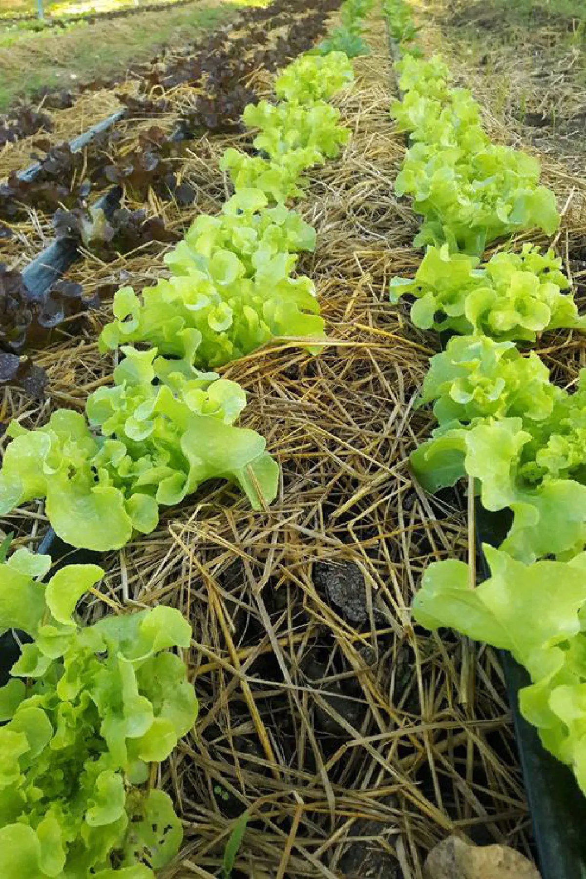 ไร่นายทองก้อน ผักสลัดปลอดสารส่งตรงถึงมือคุณ