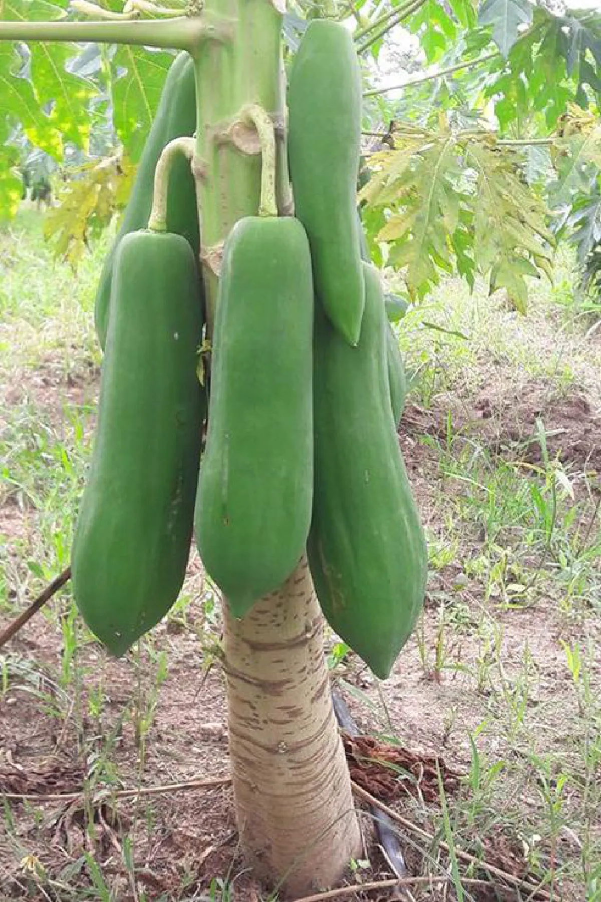 ไร่นายทองก้อน ผักสลัดปลอดสารส่งตรงถึงมือคุณ