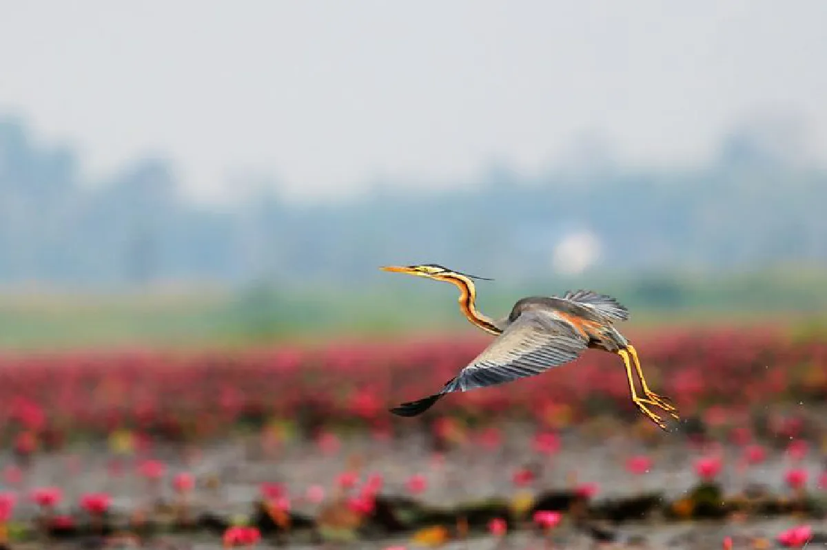 'ทะเลบัวหลวงผูจื่อเฮย' ปะทะ 'ทะเลบัวแดงหนองหาน'