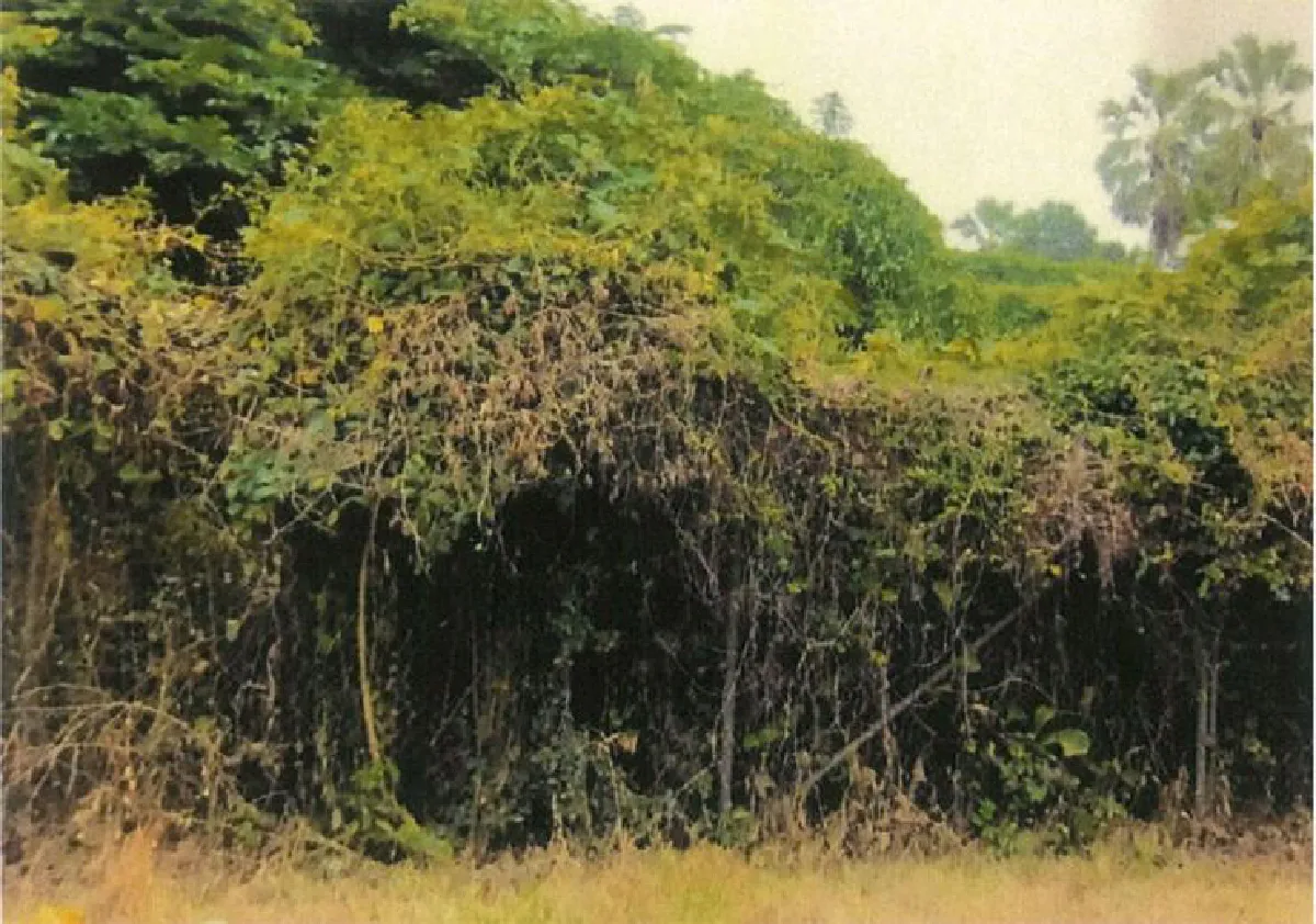 อยู่กับมือปืน (2)