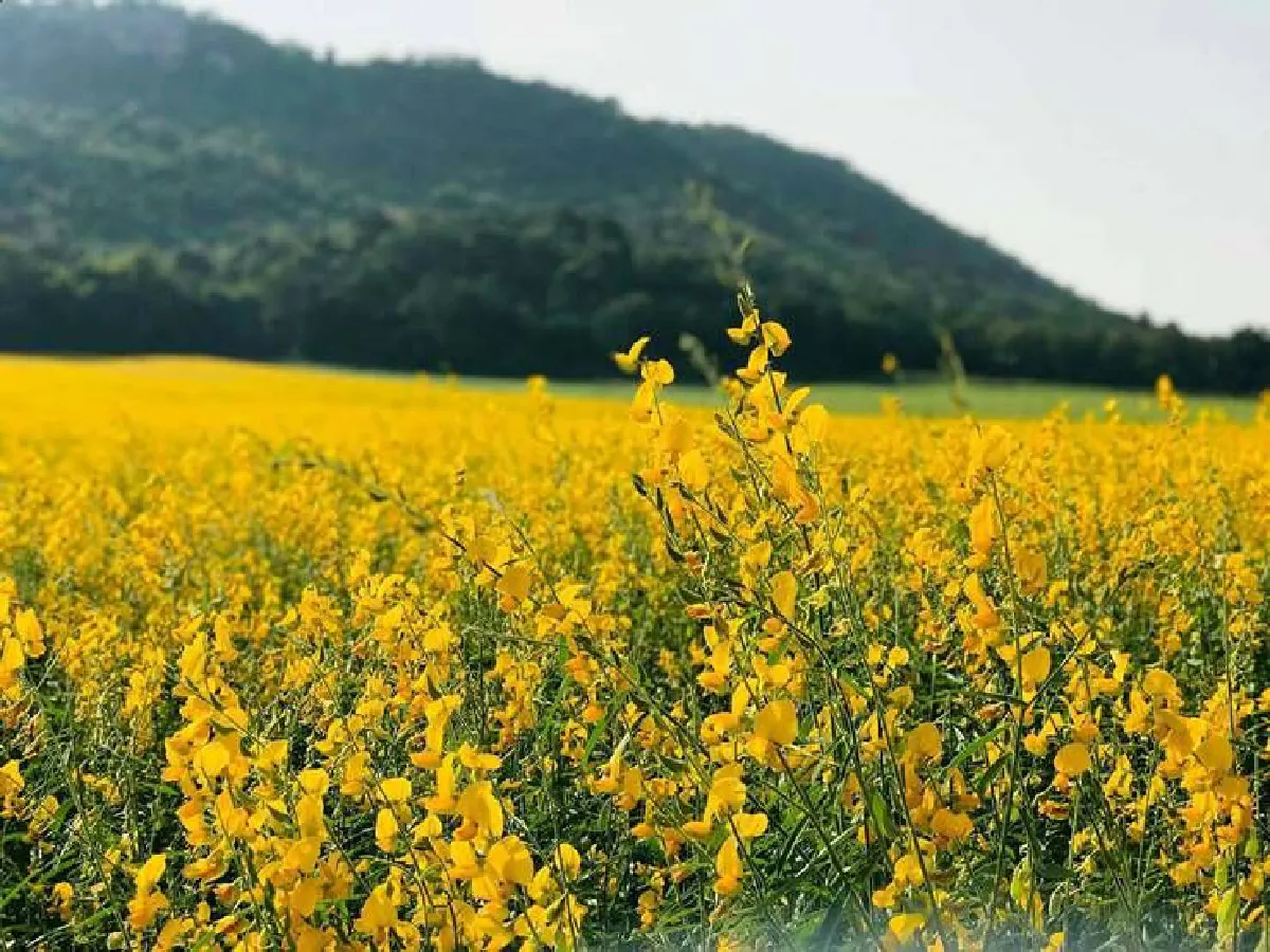 มหัศจรรย์ทุ่งทิวลิปบานสะพรั่งที่ภูฝอยลม