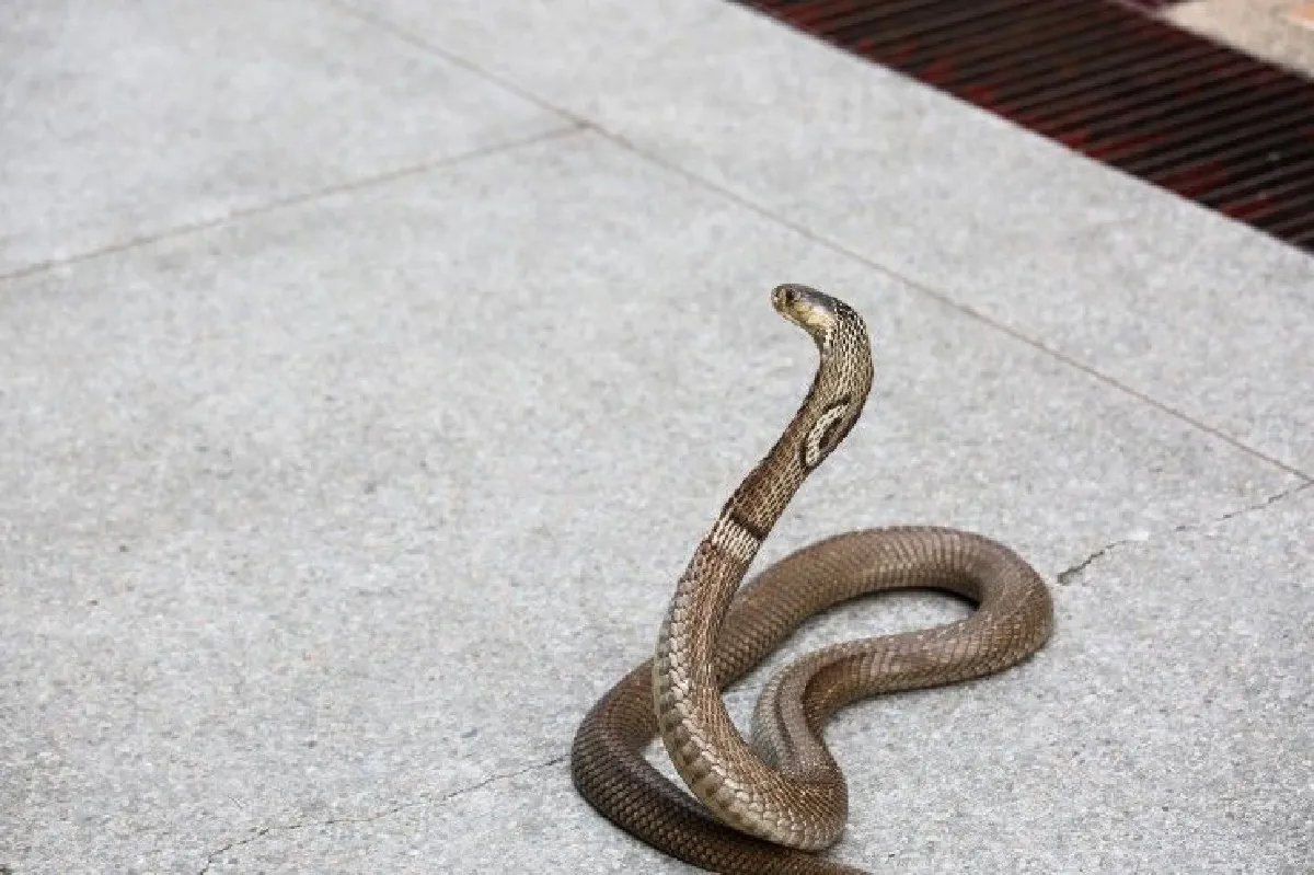 เปิดภารกิจ "หมองูเมืองกรุง" จับกันมือเป็นระวิงเดือนละกว่า2พันตัว