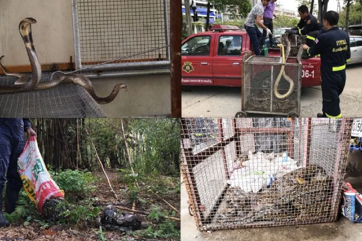 เปิดภารกิจ "หมองูเมืองกรุง" จับกันมือเป็นระวิงเดือนละกว่า2พันตัว