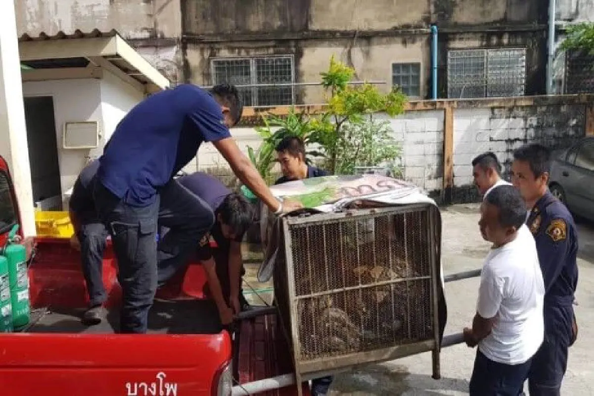 เปิดภารกิจ "หมองูเมืองกรุง" จับกันมือเป็นระวิงเดือนละกว่า2พันตัว