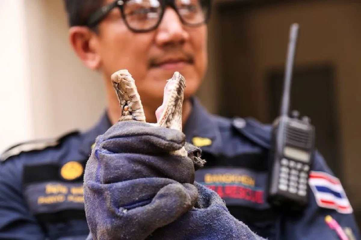 เปิดภารกิจ "หมองูเมืองกรุง" จับกันมือเป็นระวิงเดือนละกว่า2พันตัว