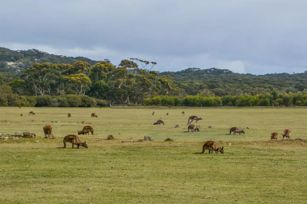 ความยั่งยืน สร้างอย่างไรในแดนจิงโจ้