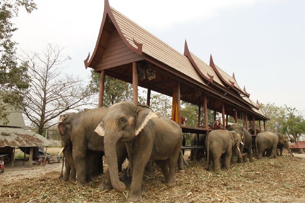 กรุงเก่าเตรียมช้างแสนรู้รอรับตูน บอดี้สแลม กรุงเก่าเตรียมช้างแสนรู้รอรับตูน บอดี้สแลม