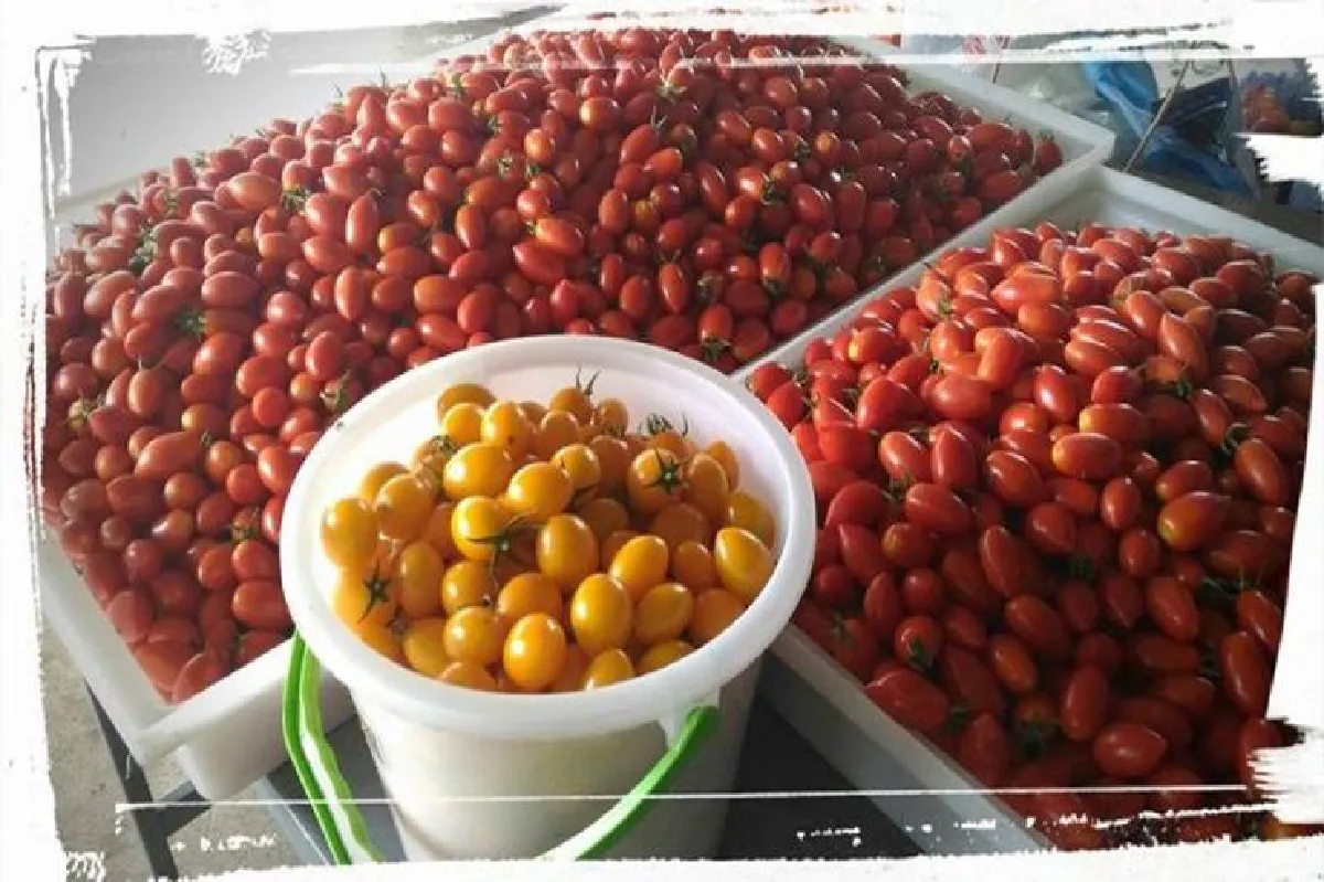 ฟาร์ม ‘แตะขอบฟ้า’ มะเขือเทศสู่ผลไม้รสหวาน