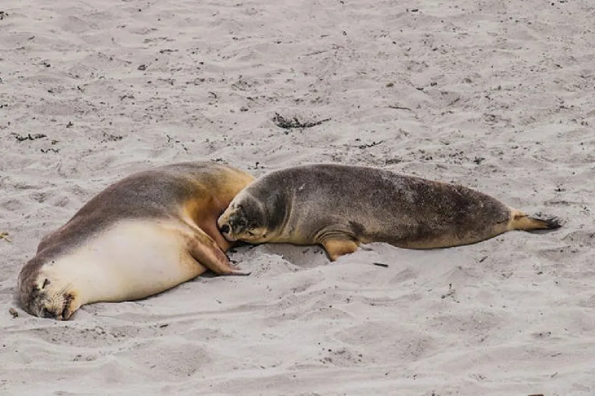 ความยั่งยืน สร้างอย่างไรในแดนจิงโจ้