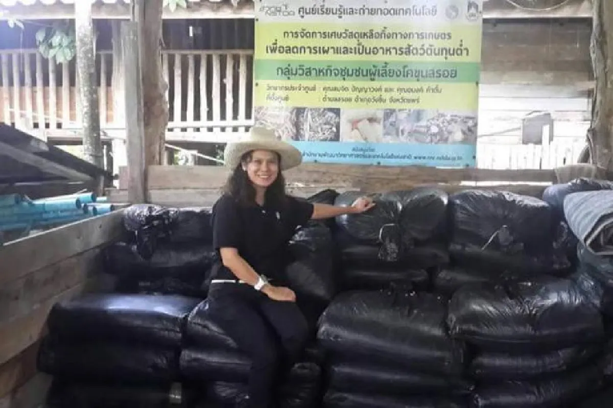 อาหารหมักจากเปลือกข้าวโพด ลดการเผา-ลดต้นทุนอาหารสัตว์