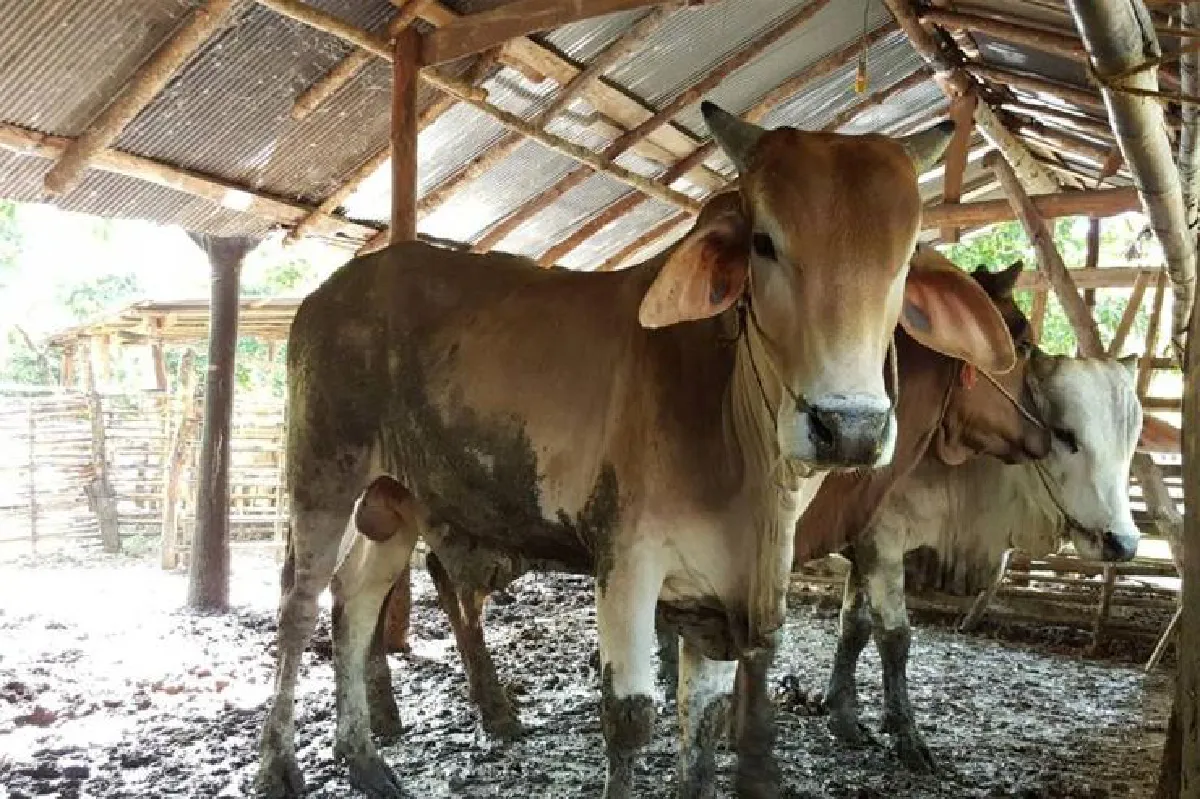 อาหารหมักจากเปลือกข้าวโพด ลดการเผา-ลดต้นทุนอาหารสัตว์