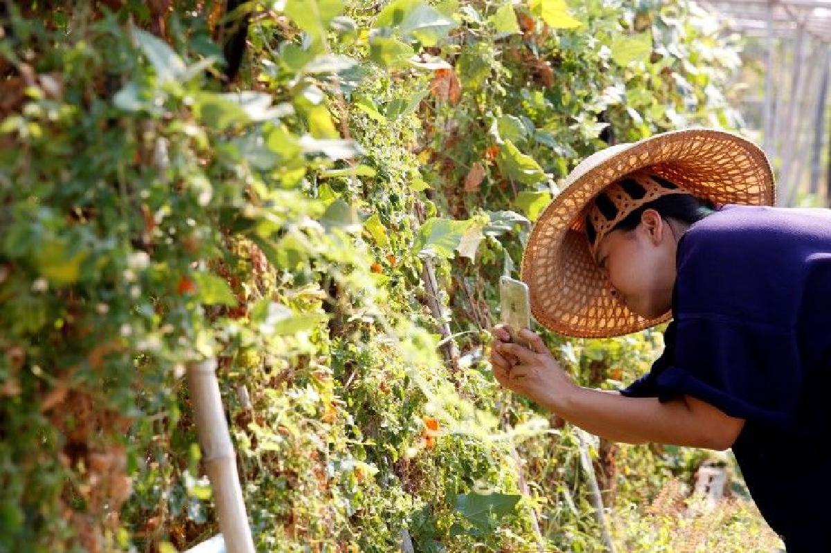 พาณิชย์หาตลาดรองรับเกษตรอินทรีย์ ดึงห้างช่วยกระจายสินค้า พาณิชย์หาตลาดรองรับเกษตรอินทรีย์ ดึงห้างช่วยกระจายสินค้า