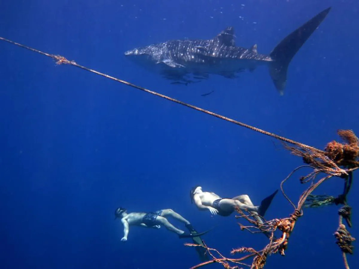 เต่าทะเล-ฉลามวาฬโผล่จุดจมเรือรบใหญ่ที่สุดในไทย