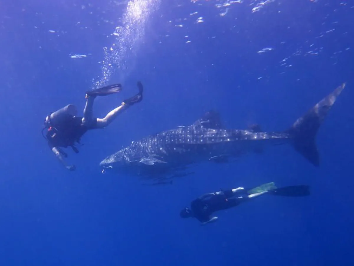 เต่าทะเล-ฉลามวาฬโผล่จุดจมเรือรบใหญ่ที่สุดในไทย