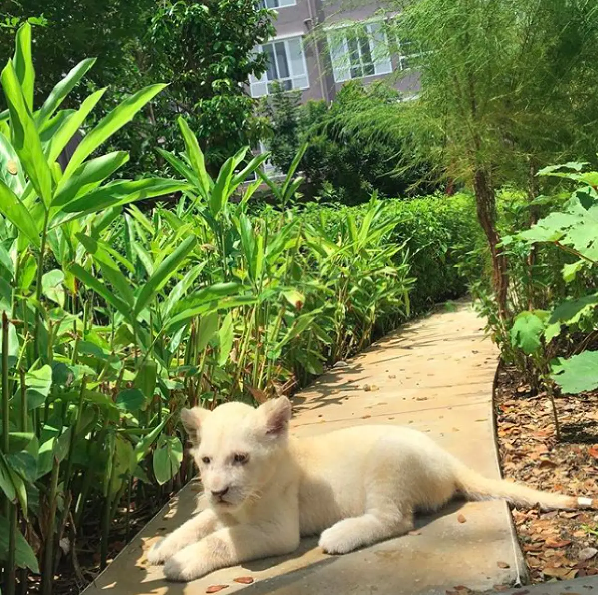 งานเข้าเต็มๆ "บอลลูน" ถูกจับผิดโยงเป็นมือที่สาม "แอฟ-สงกรานต์"