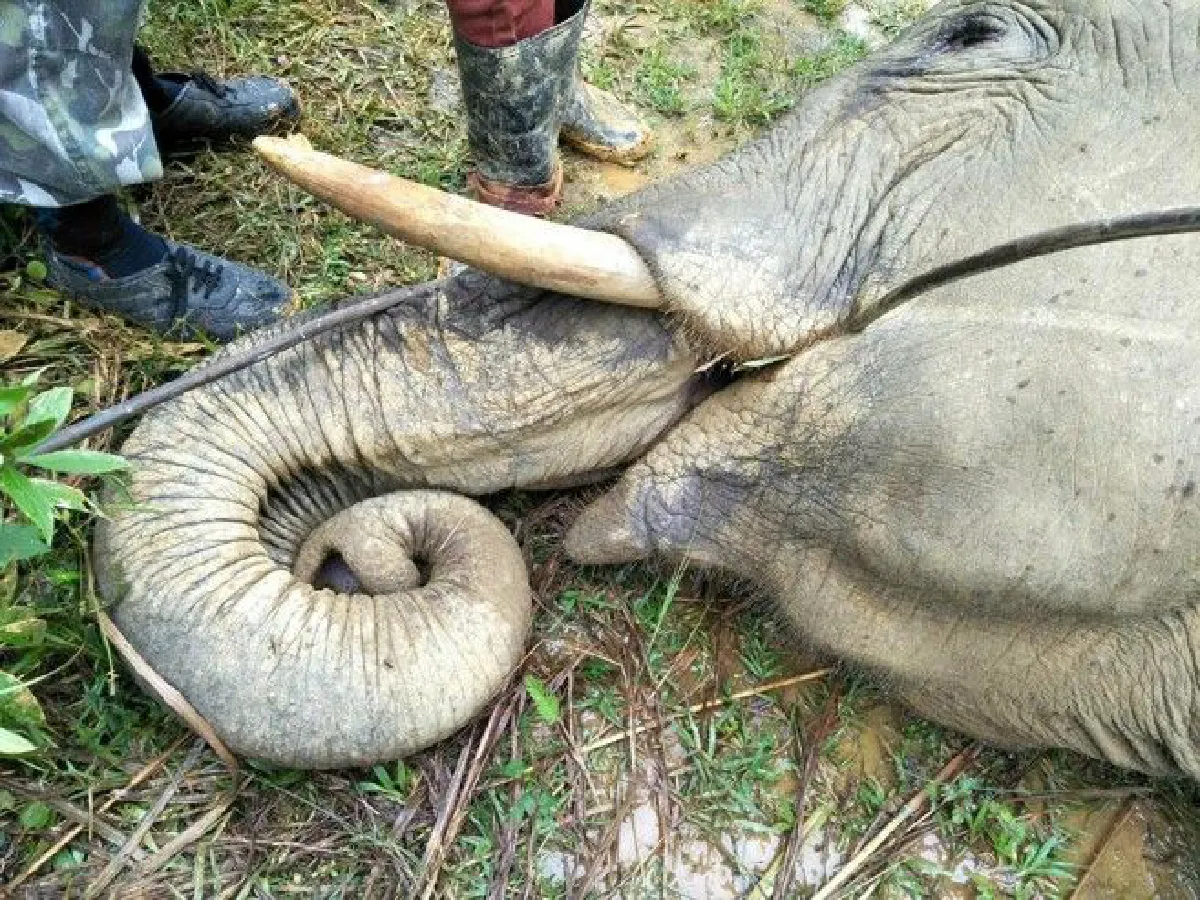 พบช้างป่าตายที่นราธิวาส ปากคาบสายไฟอยู่ คาดถูกช็อต