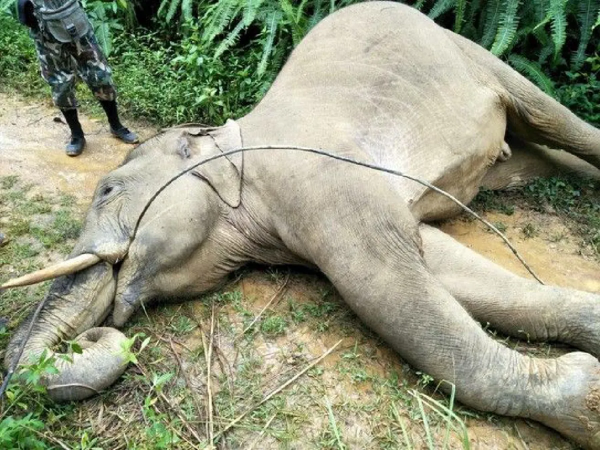 พบช้างป่าตายที่นราธิวาส ปากคาบสายไฟอยู่ คาดถูกช็อต