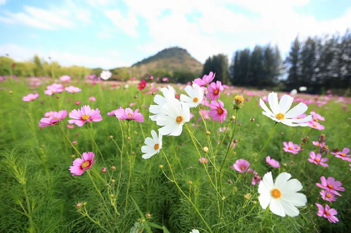 ‘เต๋อเติน เวินวัง-พลังแห่งน้ำ’ รับลมหนาวที่ จิม ทอมป์สัน ฟาร์ม