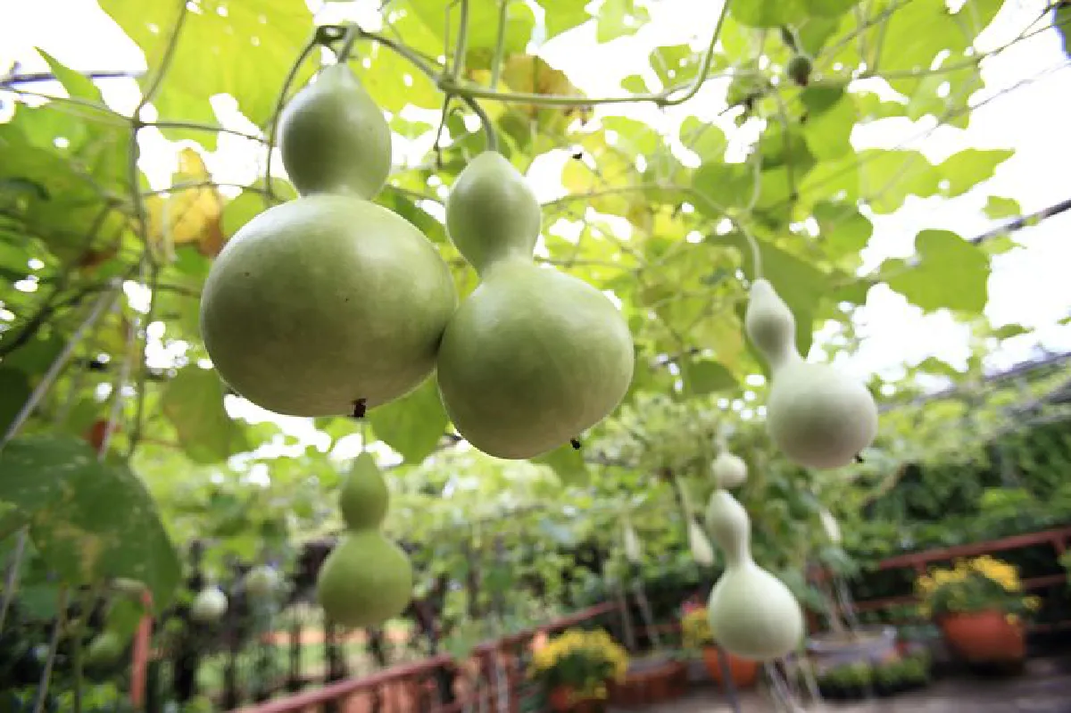 ‘เต๋อเติน เวินวัง-พลังแห่งน้ำ’ รับลมหนาวที่ จิม ทอมป์สัน ฟาร์ม