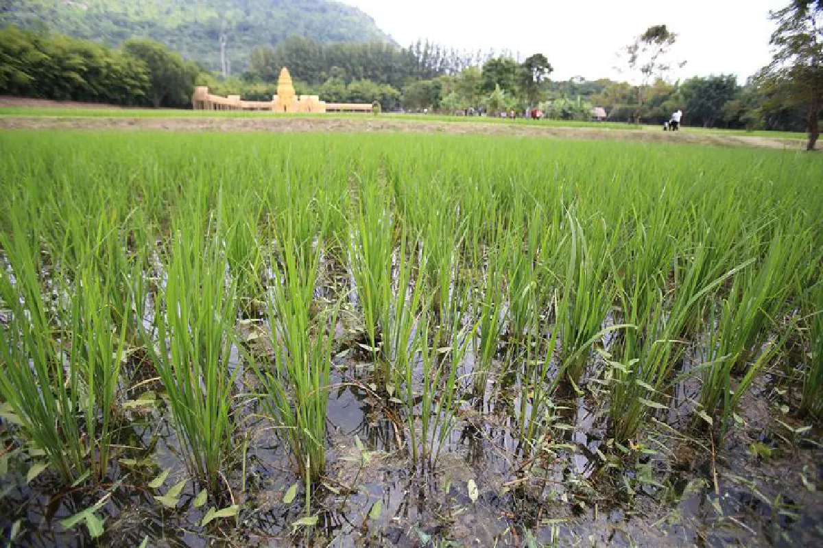 ‘เต๋อเติน เวินวัง-พลังแห่งน้ำ’ รับลมหนาวที่ จิม ทอมป์สัน ฟาร์ม