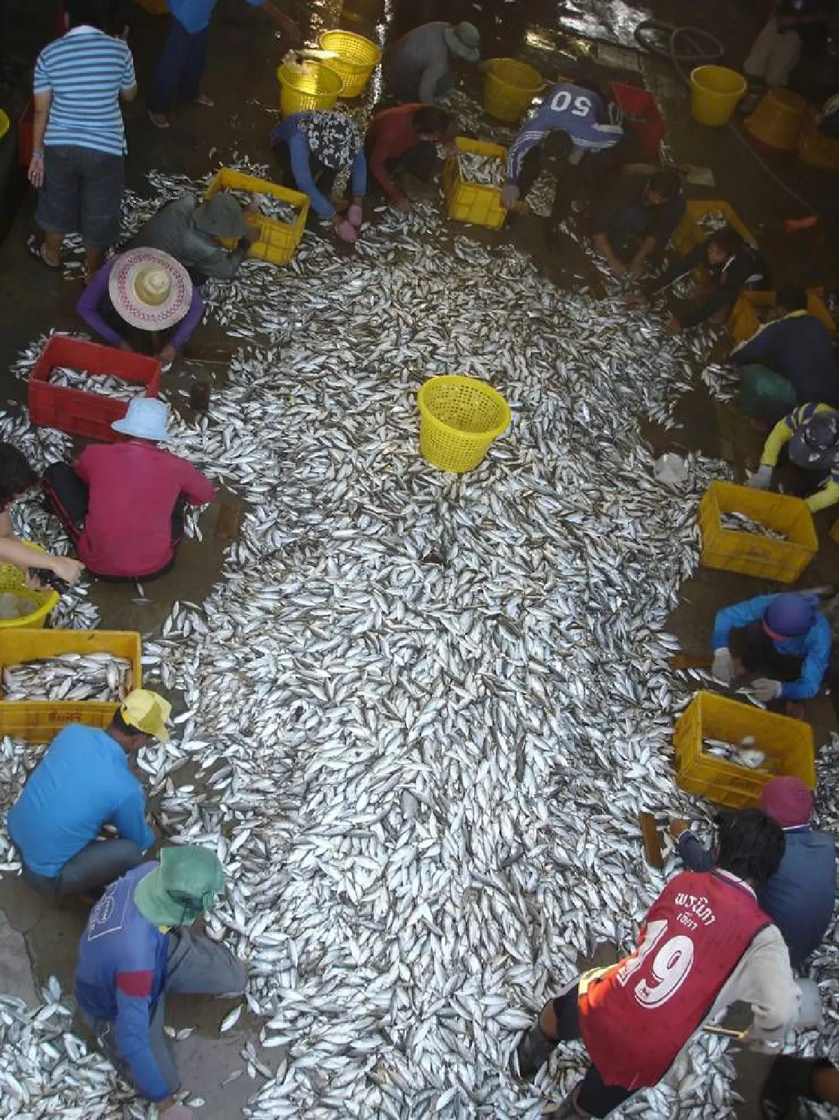 หยุดประมงทำลายล้าง ฟื้นฟูปลาทูไทย