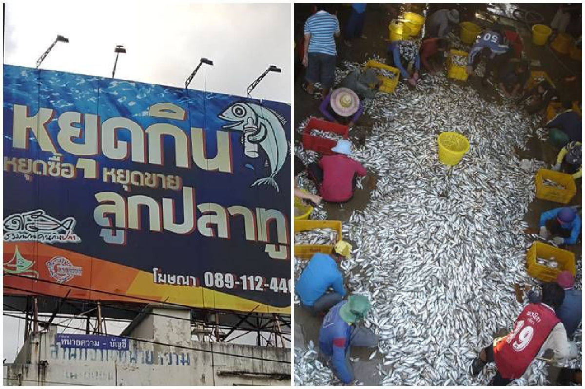 หยุดประมงทำลายล้าง ฟื้นฟูปลาทูไทย หยุดประมงทำลายล้าง ฟื้นฟูปลาทูไทย