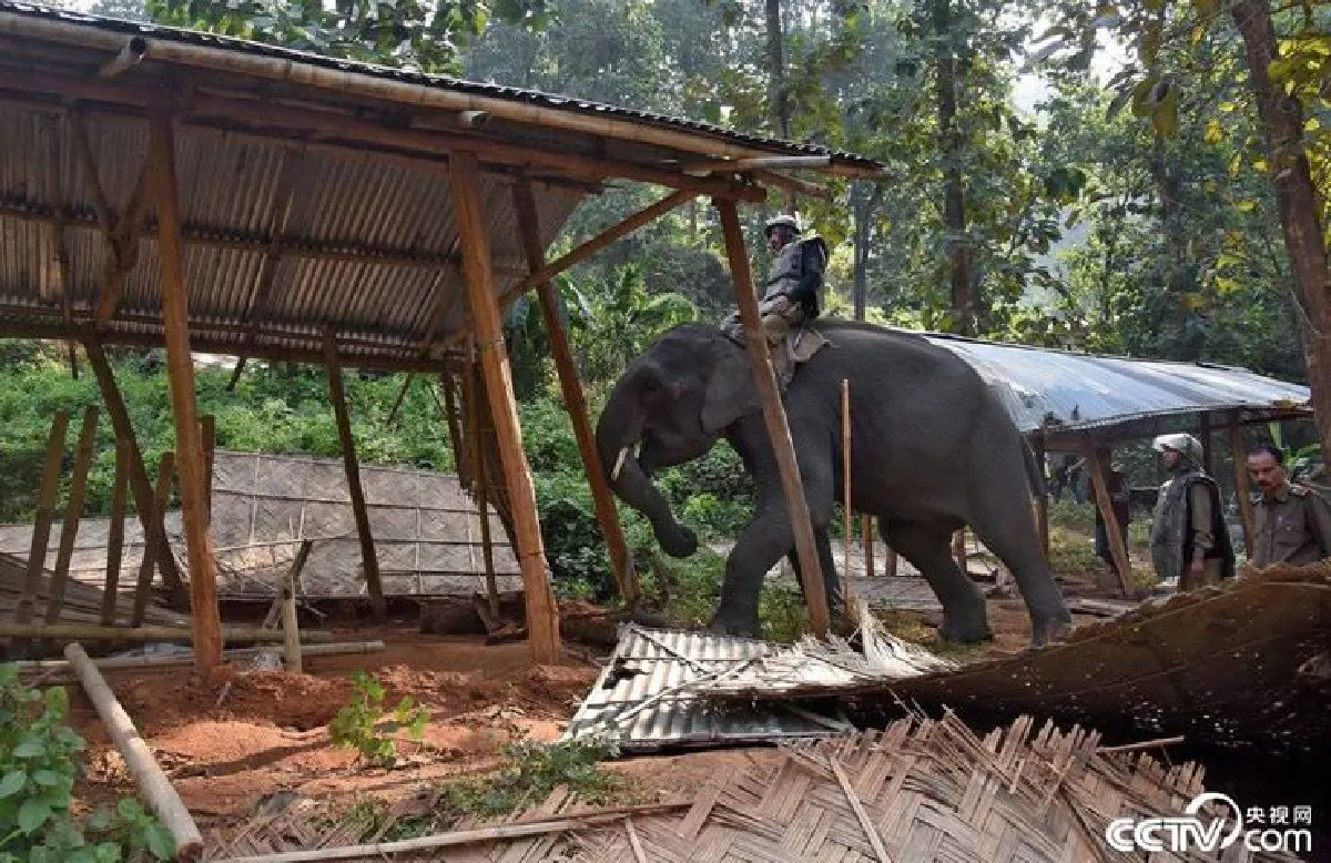 คืนพื้นที่ให้สัตว์ป่า! ตำรวจอินเดียขี่ช้างทำลายบ้านเรือนบุกรุกพื้นที่ป่าอนุรักษ์