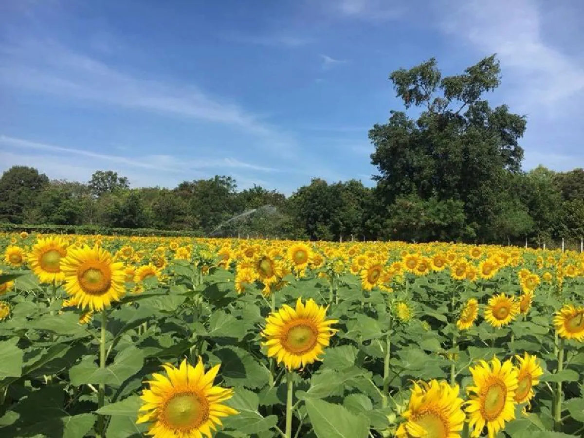 ชมทุ่งดอกทานตะวันยักษ์บานสะพรั่งที่ม.ราชภัฏโคราช