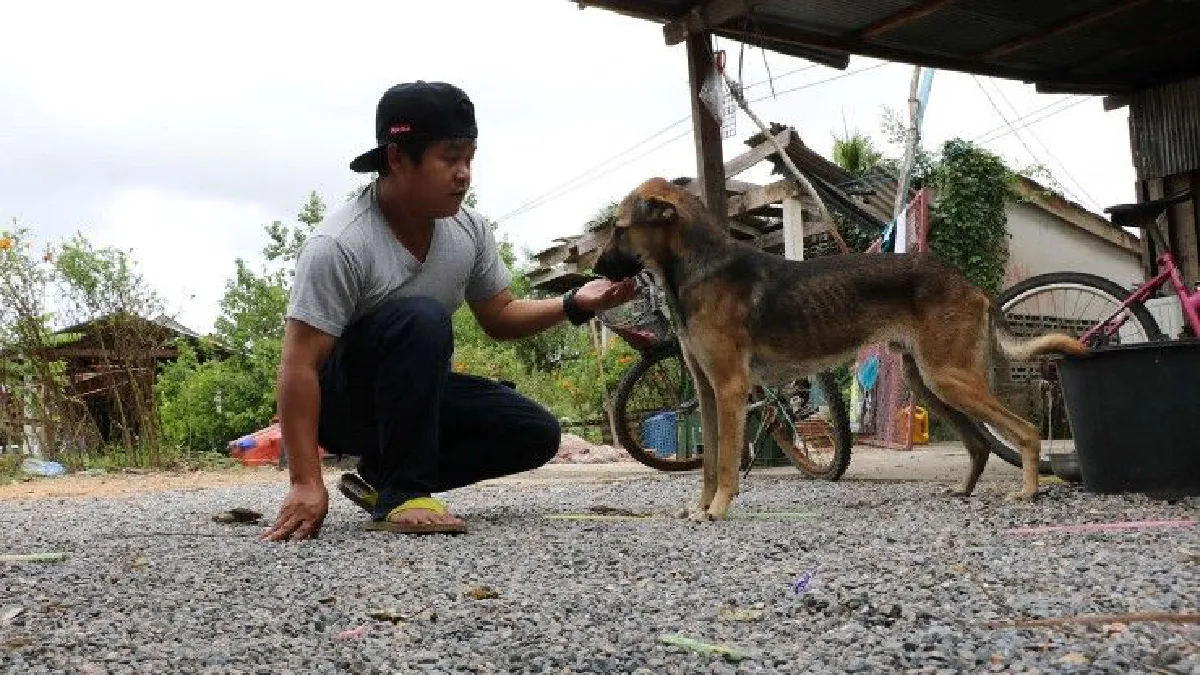สงขลาน้ำท่วมหนัก! หมาลอยติดบนหลังคานานเกือบสัปดาห์จนผอมโซ