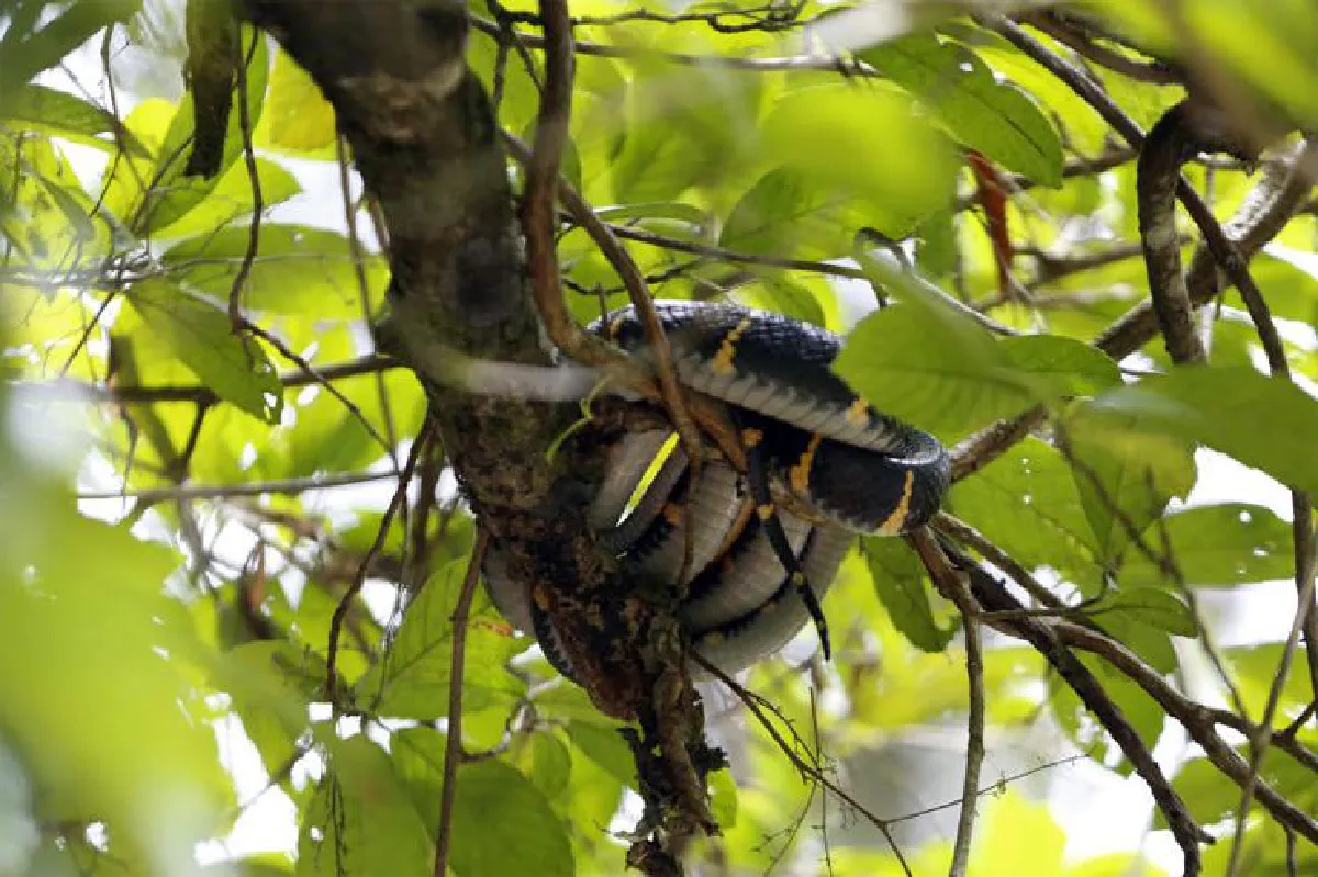 ‘ตะกั่วป่า’ อย่ามองข้ามความคูล