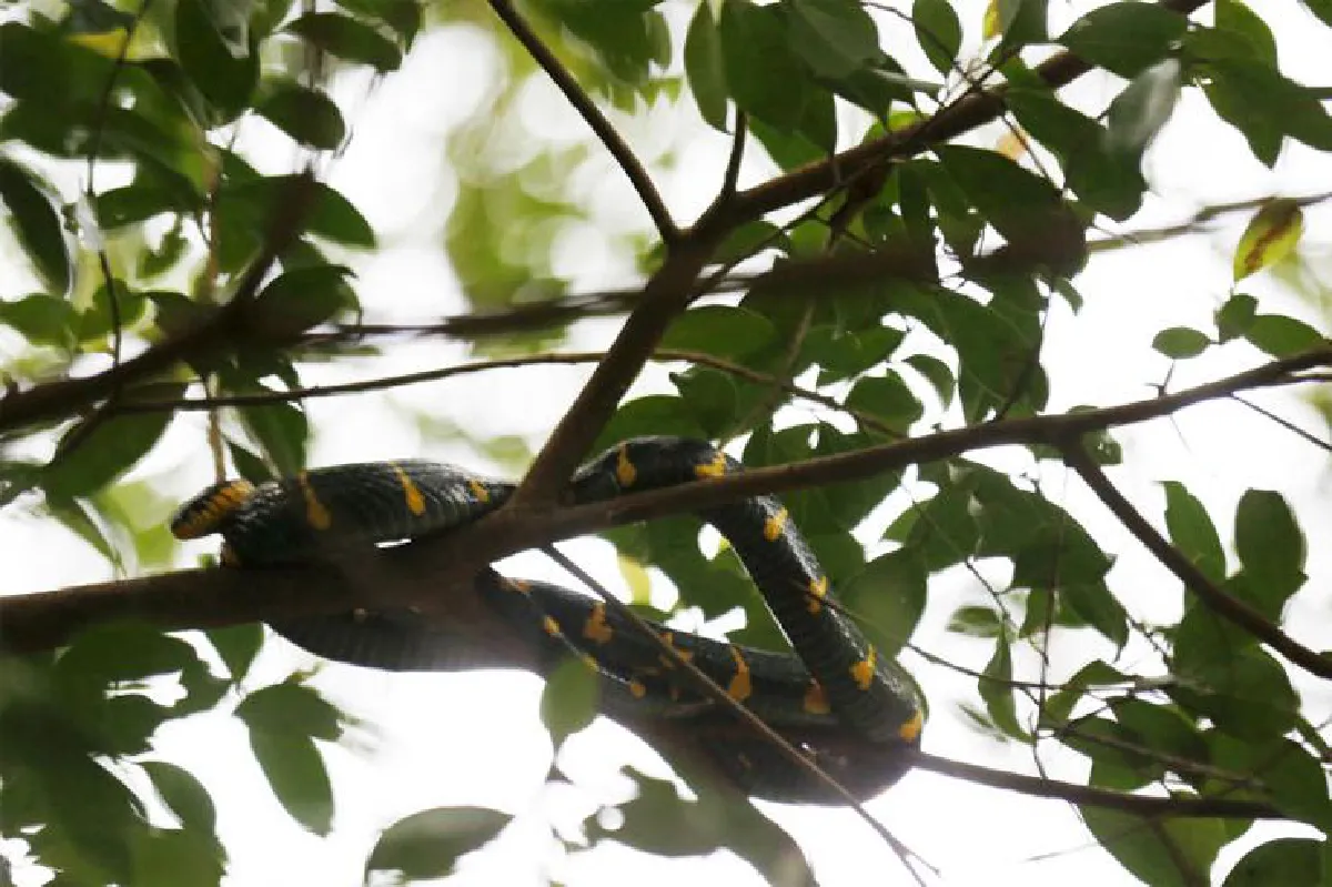 ‘ตะกั่วป่า’ อย่ามองข้ามความคูล