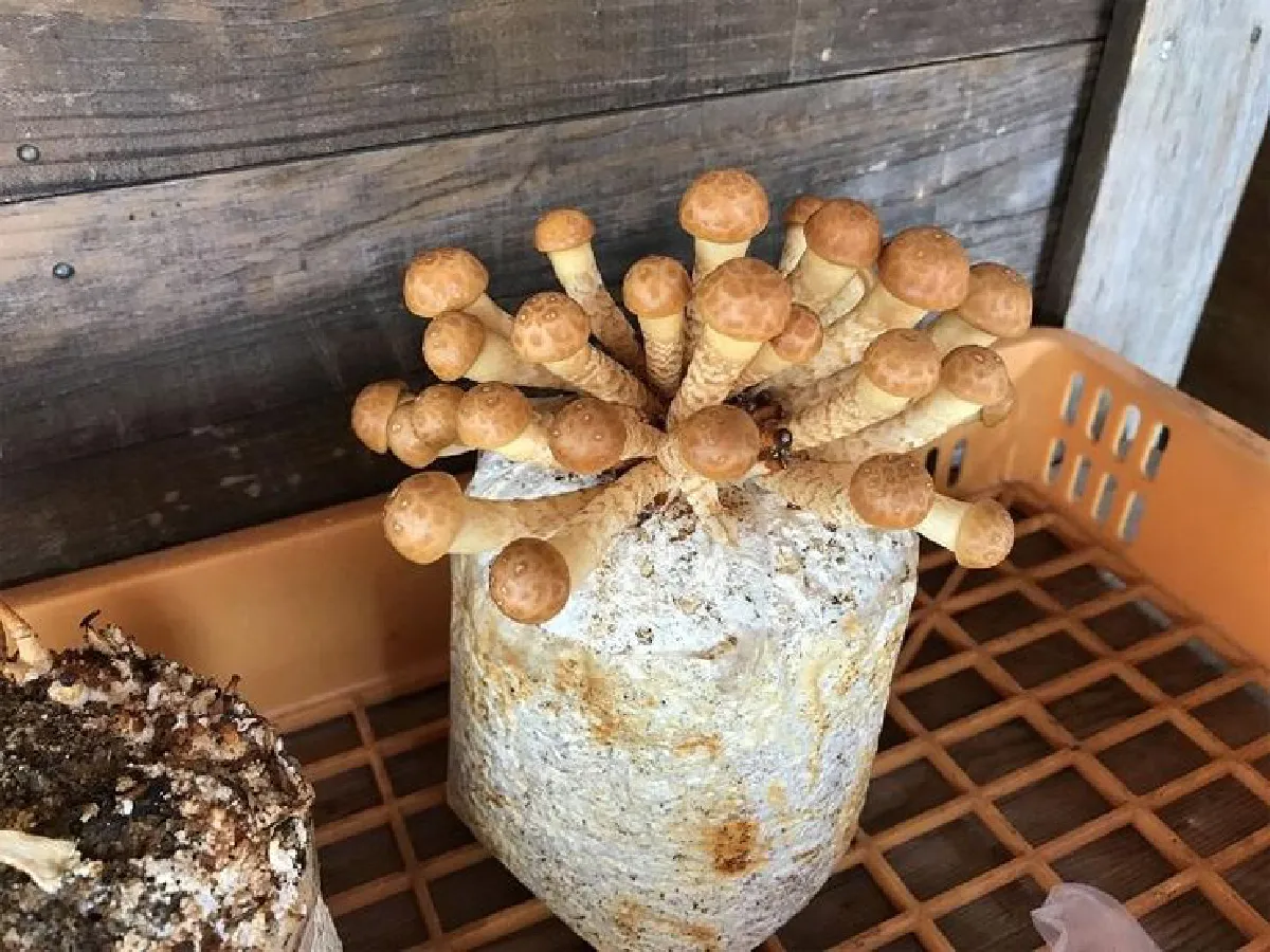 ไปนอนดูดาวที่ญี่ปุ่น 6