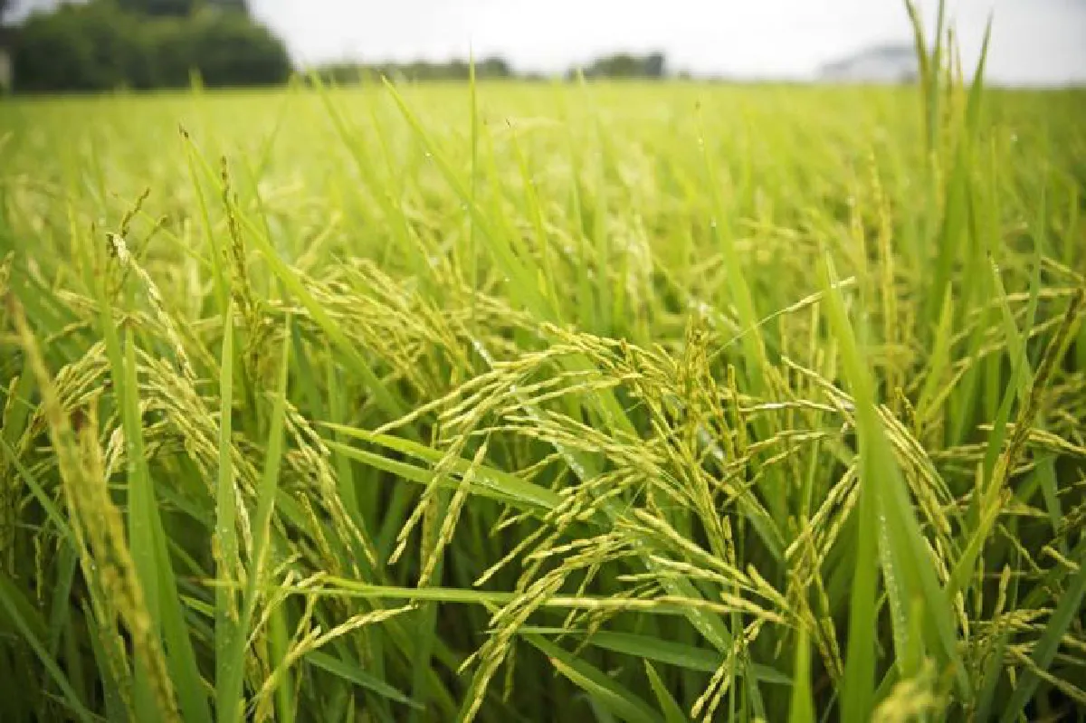 ฟื้นเทศกาลข้าวใหม่ ในยุคใหม่