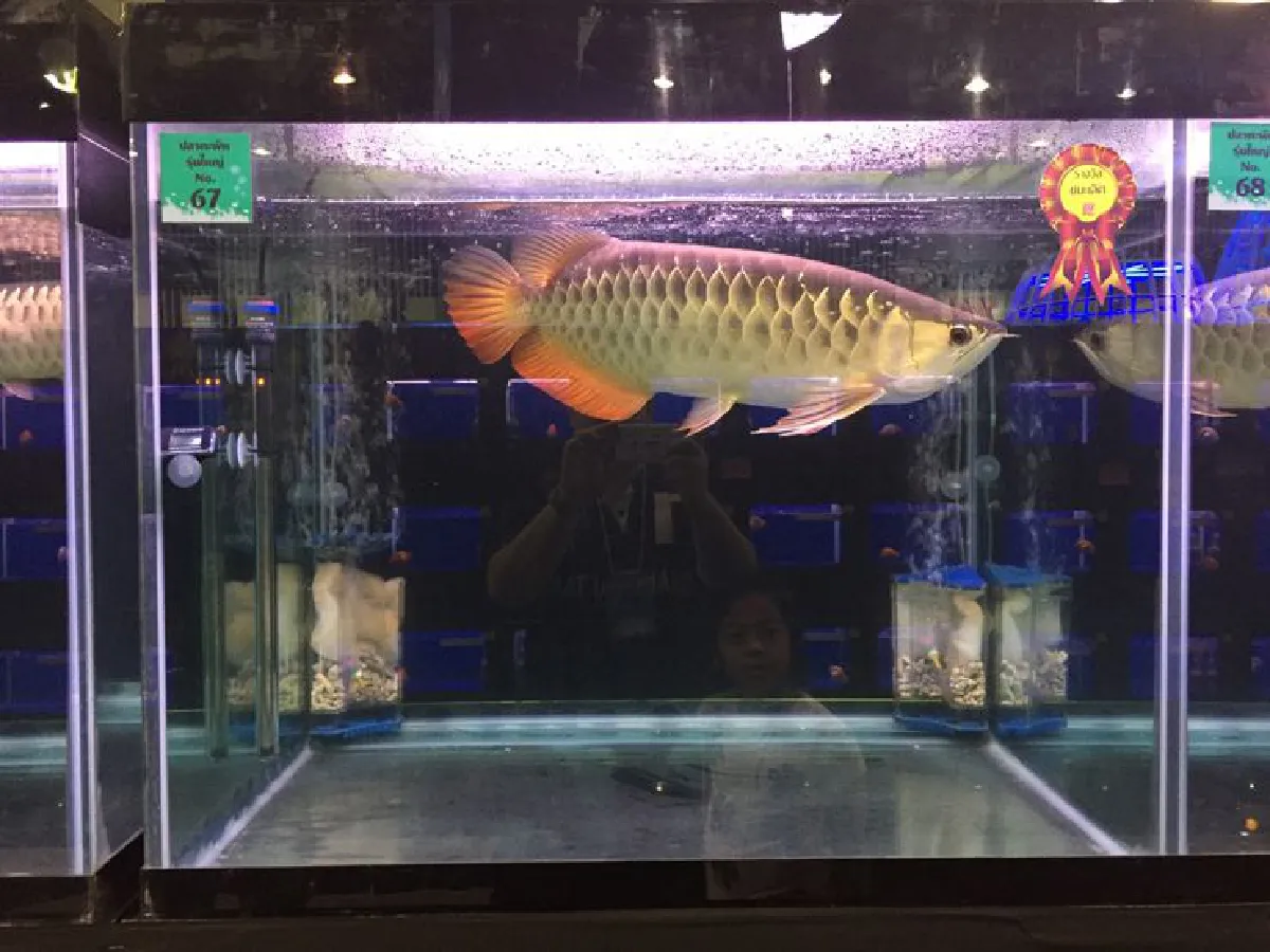 ทัสชน ลีลาประชากุล เลี้ยงปลามังกร สนุกและผ่อนคลาย