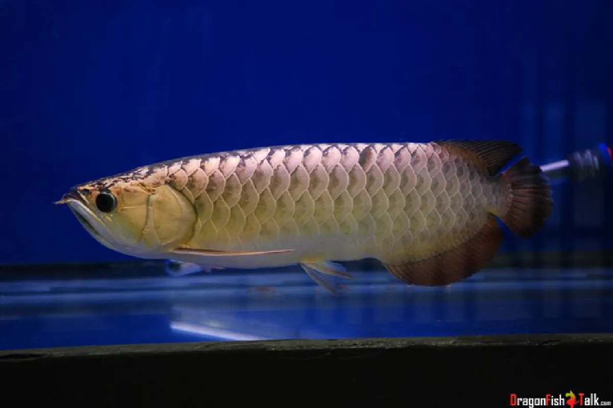 ทัสชน ลีลาประชากุล เลี้ยงปลามังกร สนุกและผ่อนคลาย