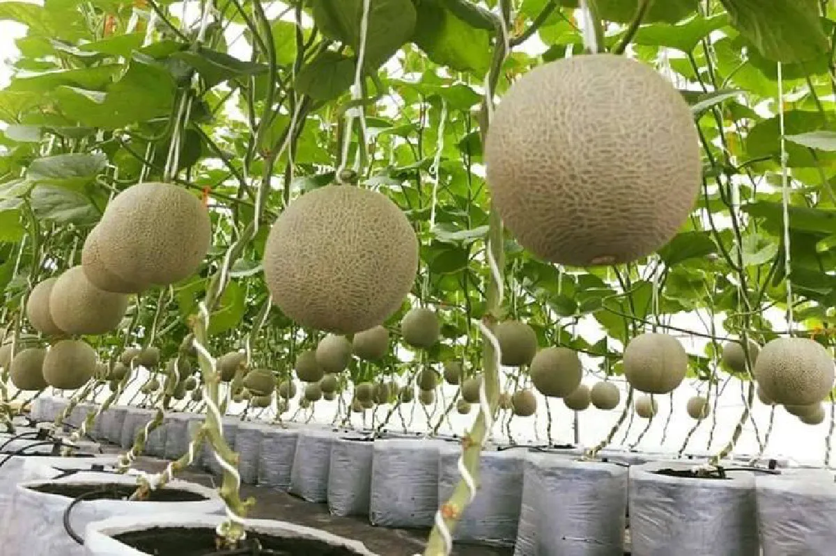 "ฟาร์มบ้านไร่หอมมะลิ" สร้างเมล่อน สุดครีเอท