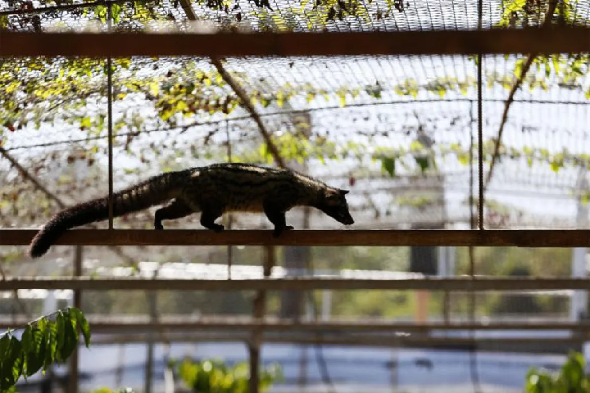 "อันซีนนครพนม" ตามรอยชะมด ค้นพบจามจุรียักษ์