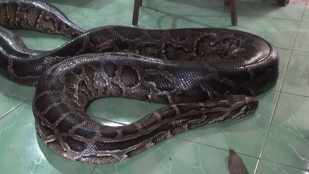 ฮือฮางูเหลือมยักษ์คนป่วยลูบหางรักษาโรคหาย