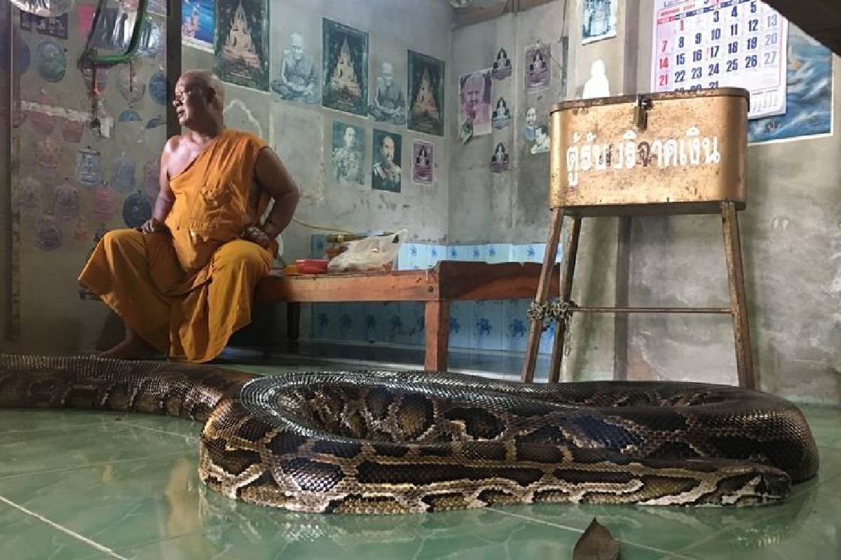 ฮือฮางูเหลือมยักษ์คนป่วยลูบหางรักษาโรคหาย ฮือฮางูเหลือมยักษ์คนป่วยลูบหางรักษาโรคหาย