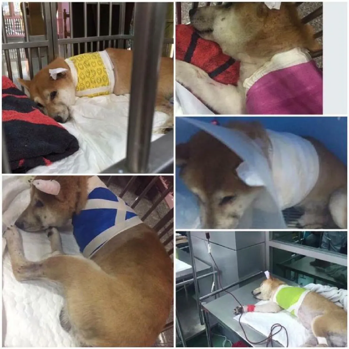 ‘ปู่ลอยด์’ สุนัข 3 ขา หัวใจแกร่ง