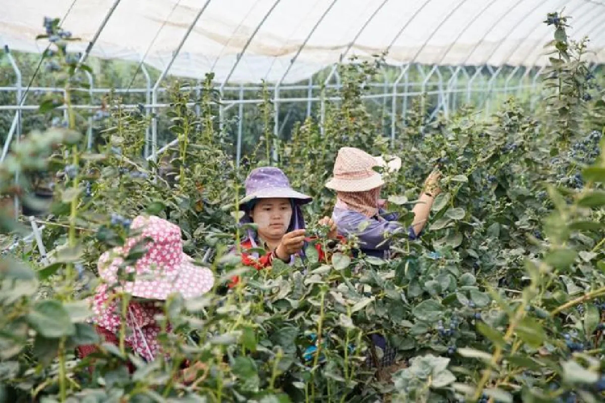 ‘สิงห์ ปาร์ค เชียงราย’ จากแหล่งท่องเที่ยวสู่ชุมชนยั่งยืน