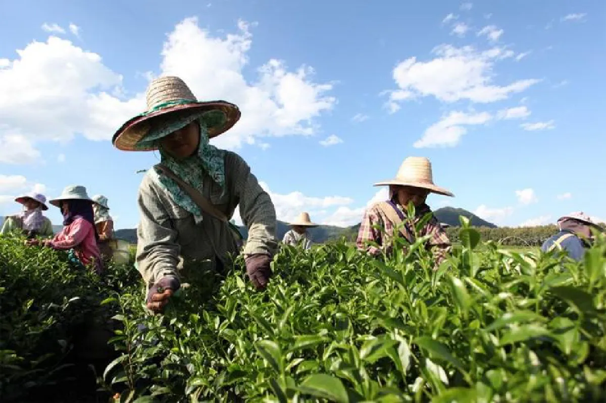 ‘สิงห์ ปาร์ค เชียงราย’ จากแหล่งท่องเที่ยวสู่ชุมชนยั่งยืน